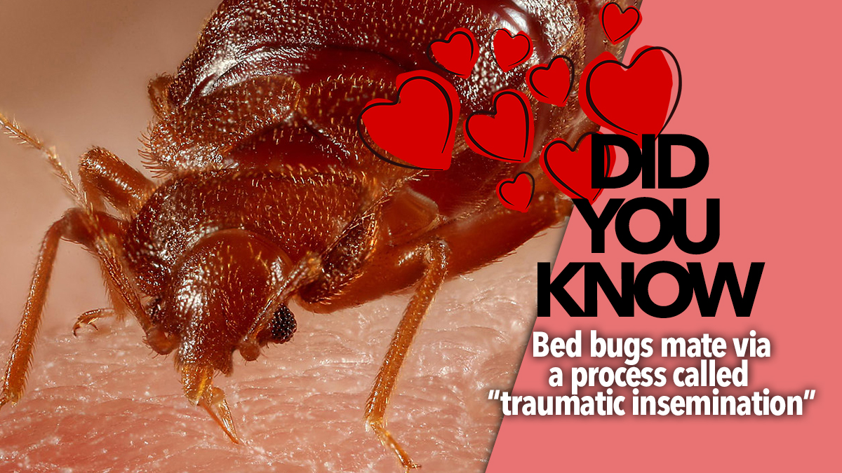valentines bed bugs valentines bed bugs